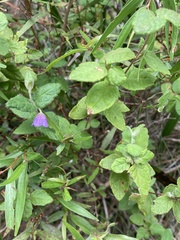 Tremandra stelligera