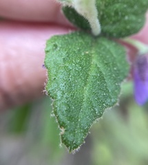 Tremandra stelligera