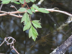 Image of Nekemias arborea