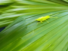 Copiphora azteca