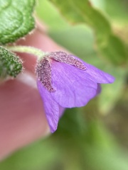 Tremandra stelligera