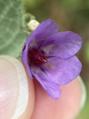 Tremandra stelligera