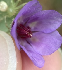 Tremandra stelligera