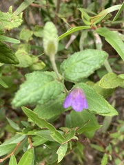 Tremandra stelligera