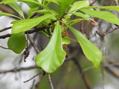 Image of Quercus nigra
