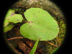 Centella erecta image