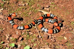 Micrurus altirostris