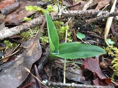 Platanthera unalascensis