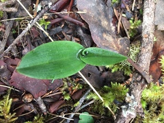Platanthera unalascensis