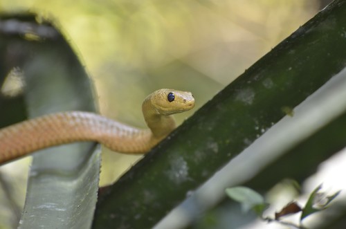 Perinet Night Snake
