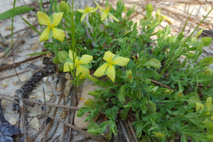 Hypericum suffruticosum