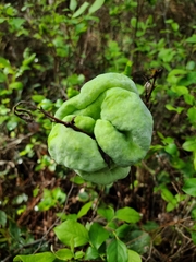 Exobasidium symploci