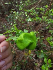 Exobasidium symploci