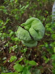 Exobasidium symploci