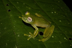 Vitreorana uranoscopa