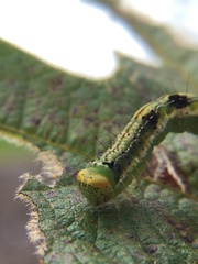 Xanthodes transversa