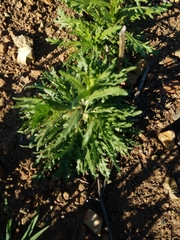 Deinandra fasciculata