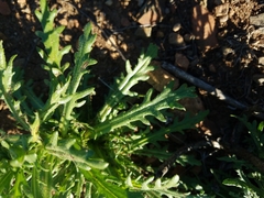 Deinandra fasciculata