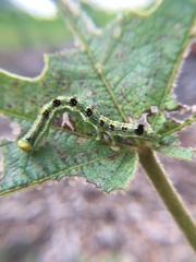 Xanthodes transversa