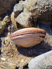 Semele decisa