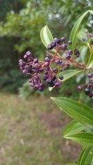 Miconia ligustroides
