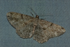Peribatodes rhomboidaria