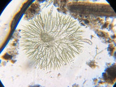 Chaetophoraceae