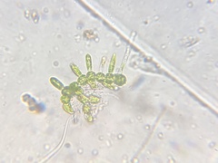 Chaetophorales