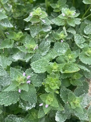 Lamium purpureum