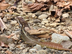 Basiliscus