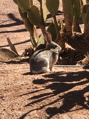 Sylvilagus audubonii
