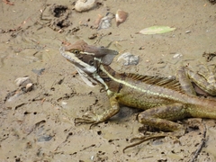Basiliscus