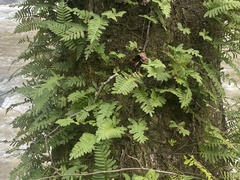 Pleopeltis michauxiana