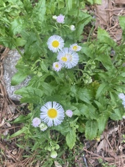 Erigeron philadelphicus