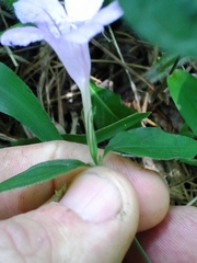 Ruellia pedunculata