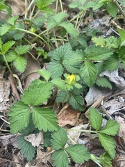 Potentilla indica