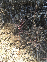 Festuca microstachys