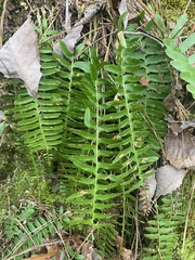 Polystichum acrostichoides