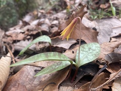 Erythronium umbilicatum