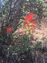 Castilleja subinclusa