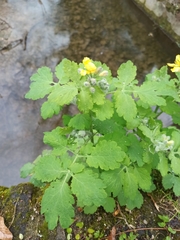 Chelidonium majus