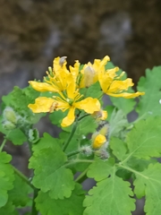 Chelidonium majus