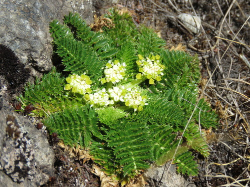 Haplosciadium abyssinicum image