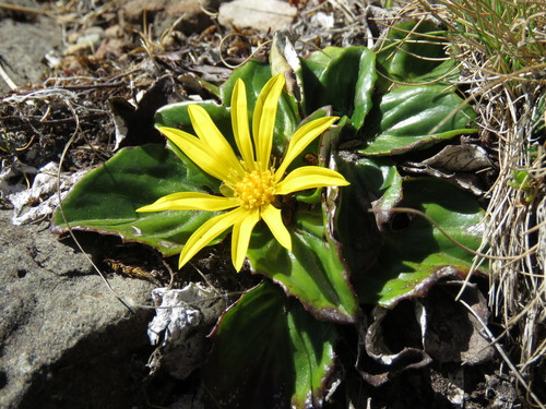 Haplocarpha rueppellii