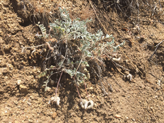 Astragalus purshii