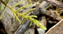 Thuidiopsis sparsa