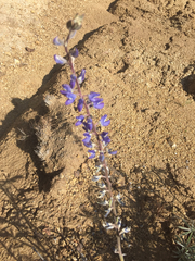 Lupinus albifrons