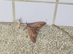 Marumba cristata