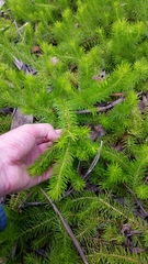 Persoonia chamaepitys