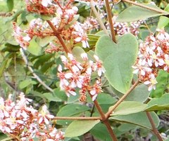 Heteropterys campestris